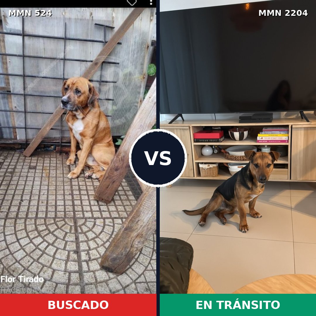 Comparativa MMS 66189: mascota perdida y mascota encontrada, 67% de similitud