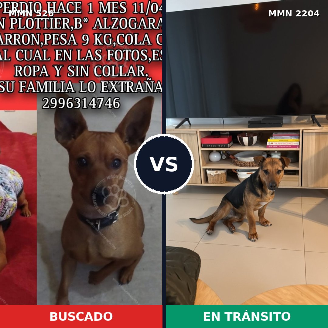 Comparativa MMS 66190: mascota perdida y mascota encontrada, 40% de similitud