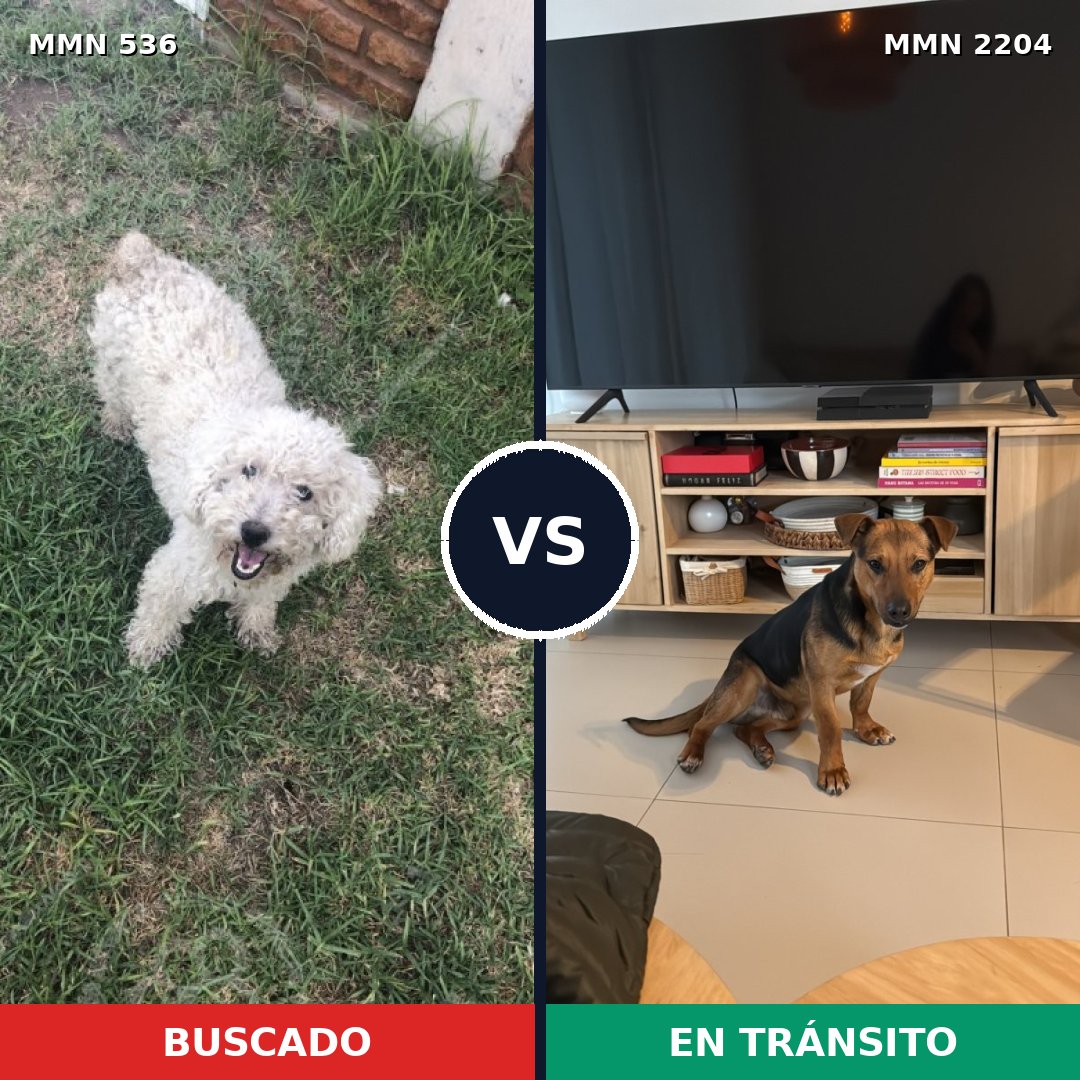 Comparativa MMS 66191: mascota perdida y mascota encontrada, 45% de similitud