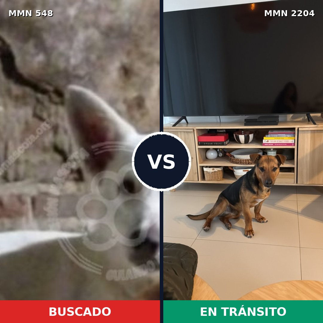 Comparativa MMS 66193: mascota perdida y mascota encontrada, 62% de similitud