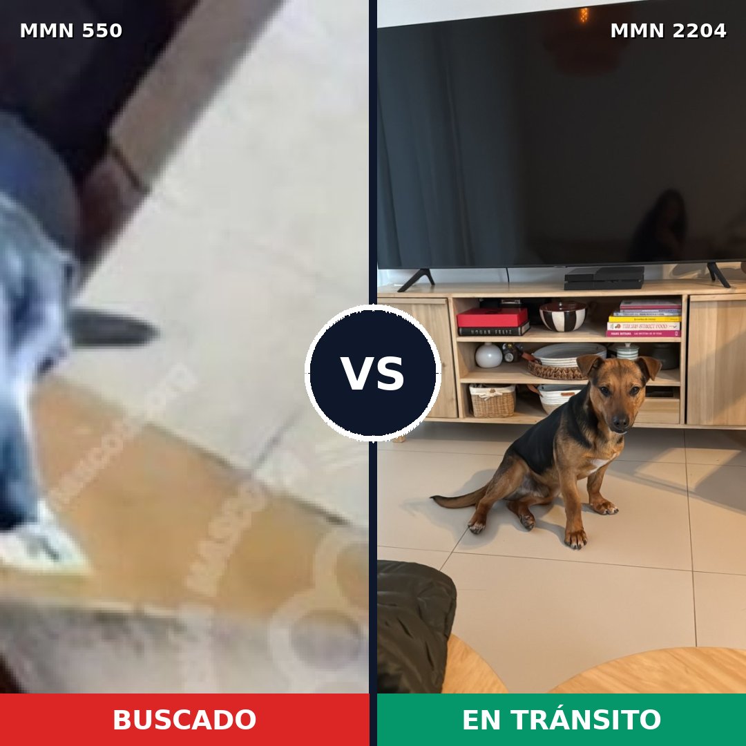 Comparativa MMS 66194: mascota perdida y mascota encontrada, 79% de similitud
