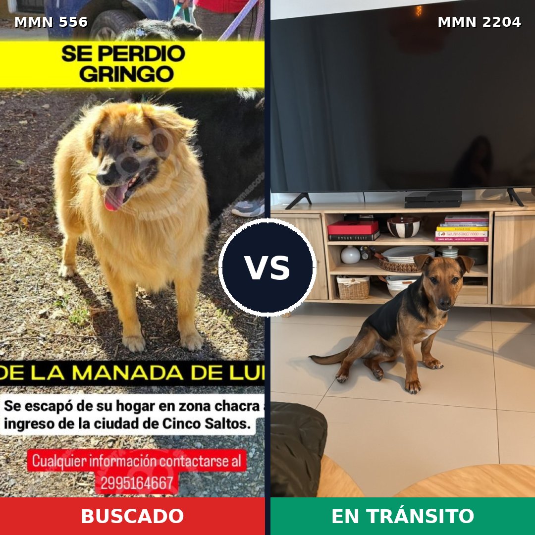 Comparativa MMS 66195: mascota perdida y mascota encontrada, 57% de similitud