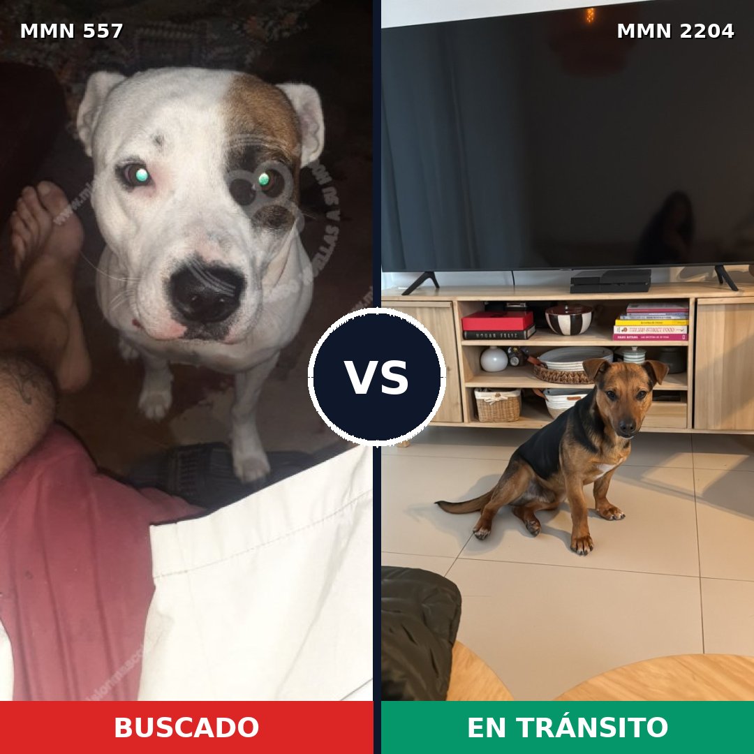 Comparativa MMS 66196: mascota perdida y mascota encontrada, 61% de similitud
