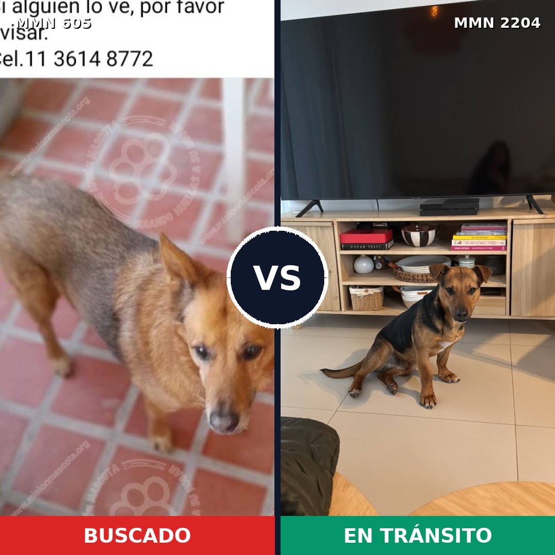 Comparativa MMS 66199: mascota perdida y mascota encontrada, 73% de similitud