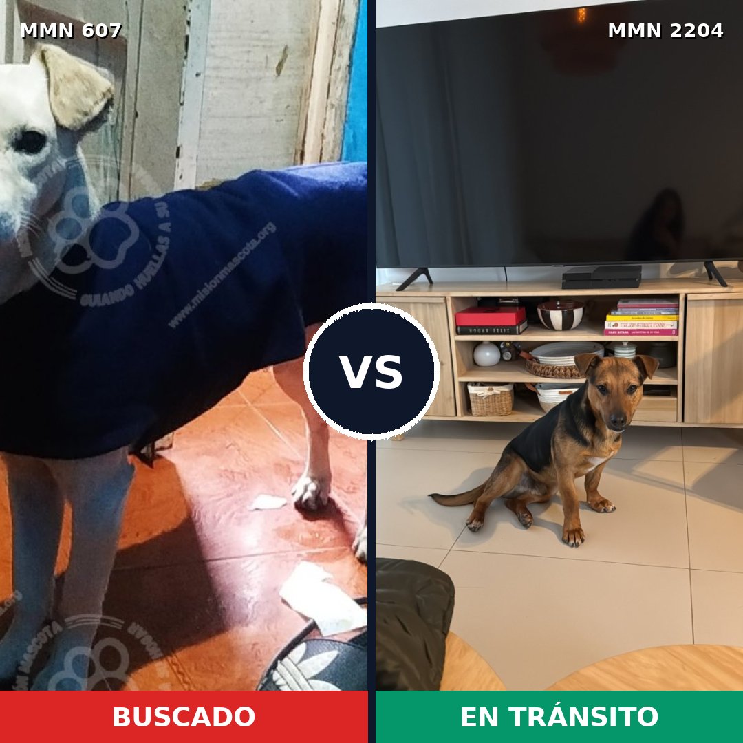 Comparativa MMS 66200: mascota perdida y mascota encontrada, 79% de similitud