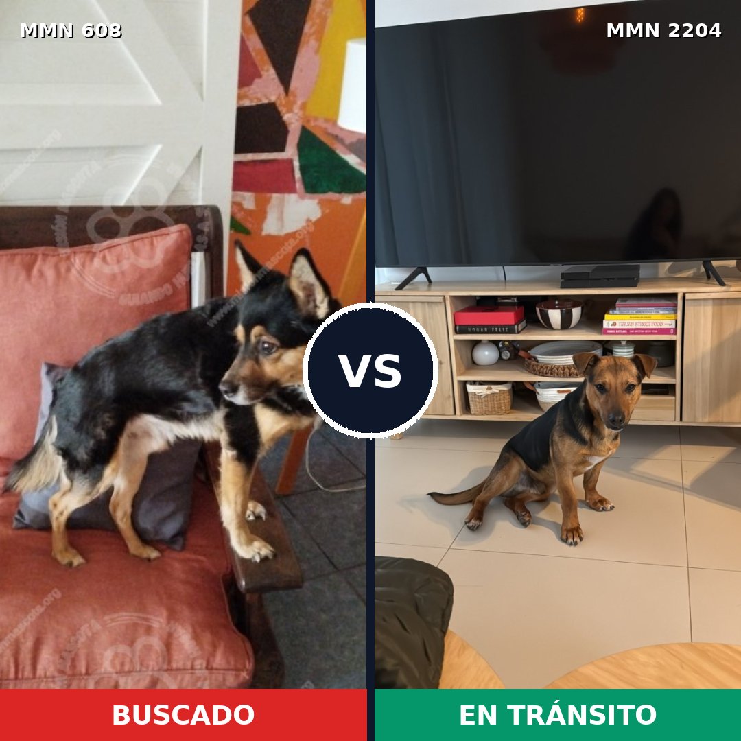 Comparativa MMS 66201: mascota perdida y mascota encontrada, 78% de similitud