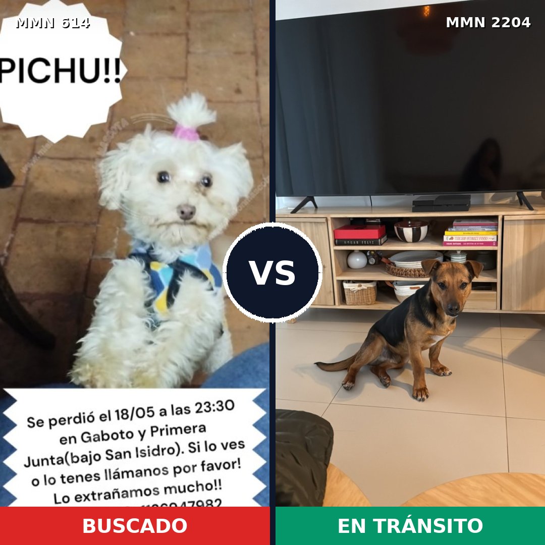 Comparativa MMS 66202: mascota perdida y mascota encontrada, 33% de similitud