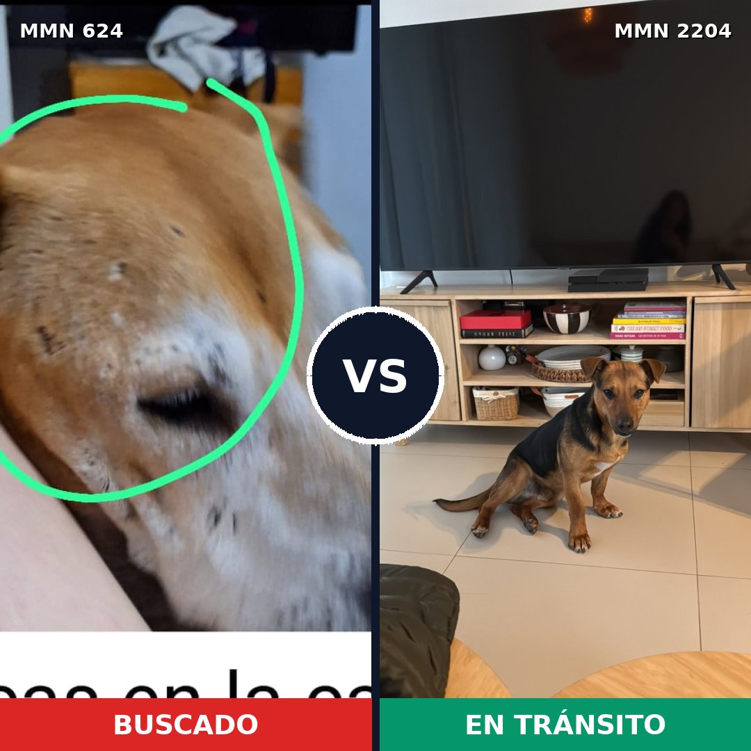 Comparativa MMS 66203: mascota perdida y mascota encontrada, 38% de similitud