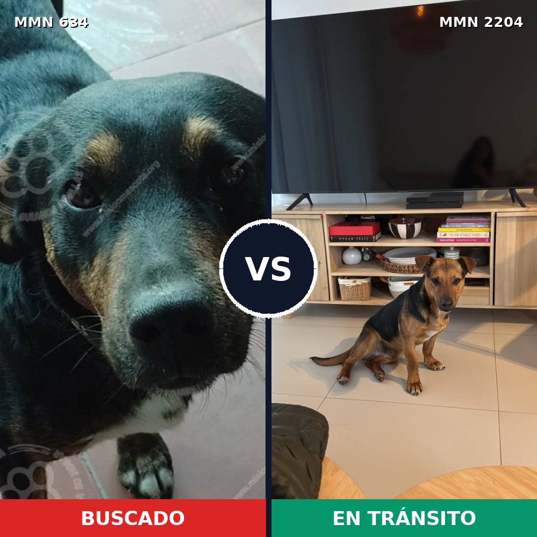 Comparativa MMS 66204: mascota perdida y mascota encontrada, 75% de similitud