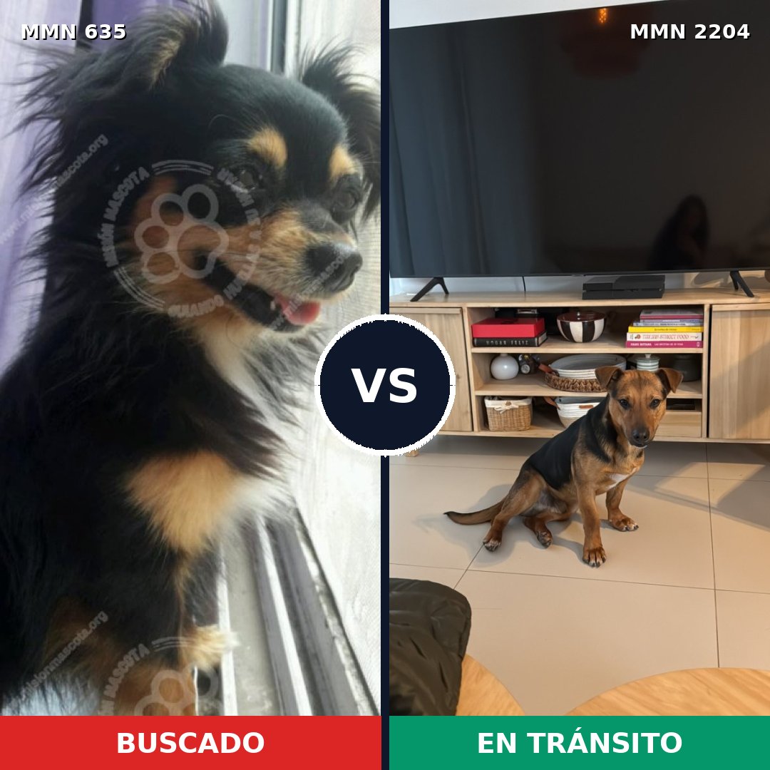 Comparativa MMS 66205: mascota perdida y mascota encontrada, 39% de similitud