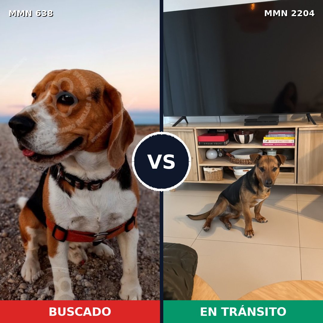 Comparativa MMS 66206: mascota perdida y mascota encontrada, 32% de similitud