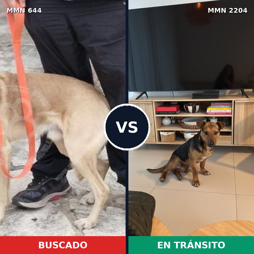 Comparativa MMS 66207: mascota perdida y mascota encontrada, 73% de similitud