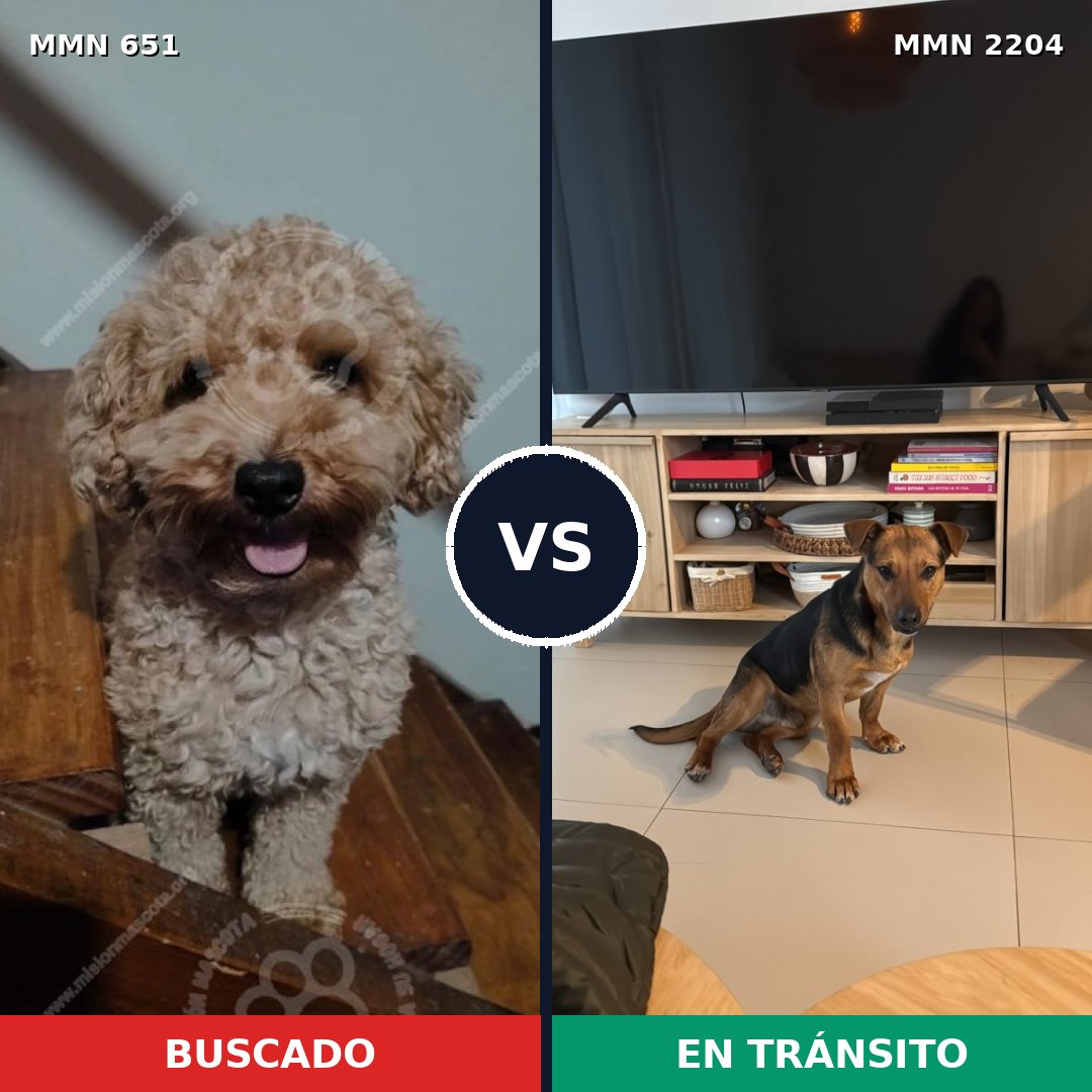 Comparativa MMS 66208: mascota perdida y mascota encontrada, 24% de similitud