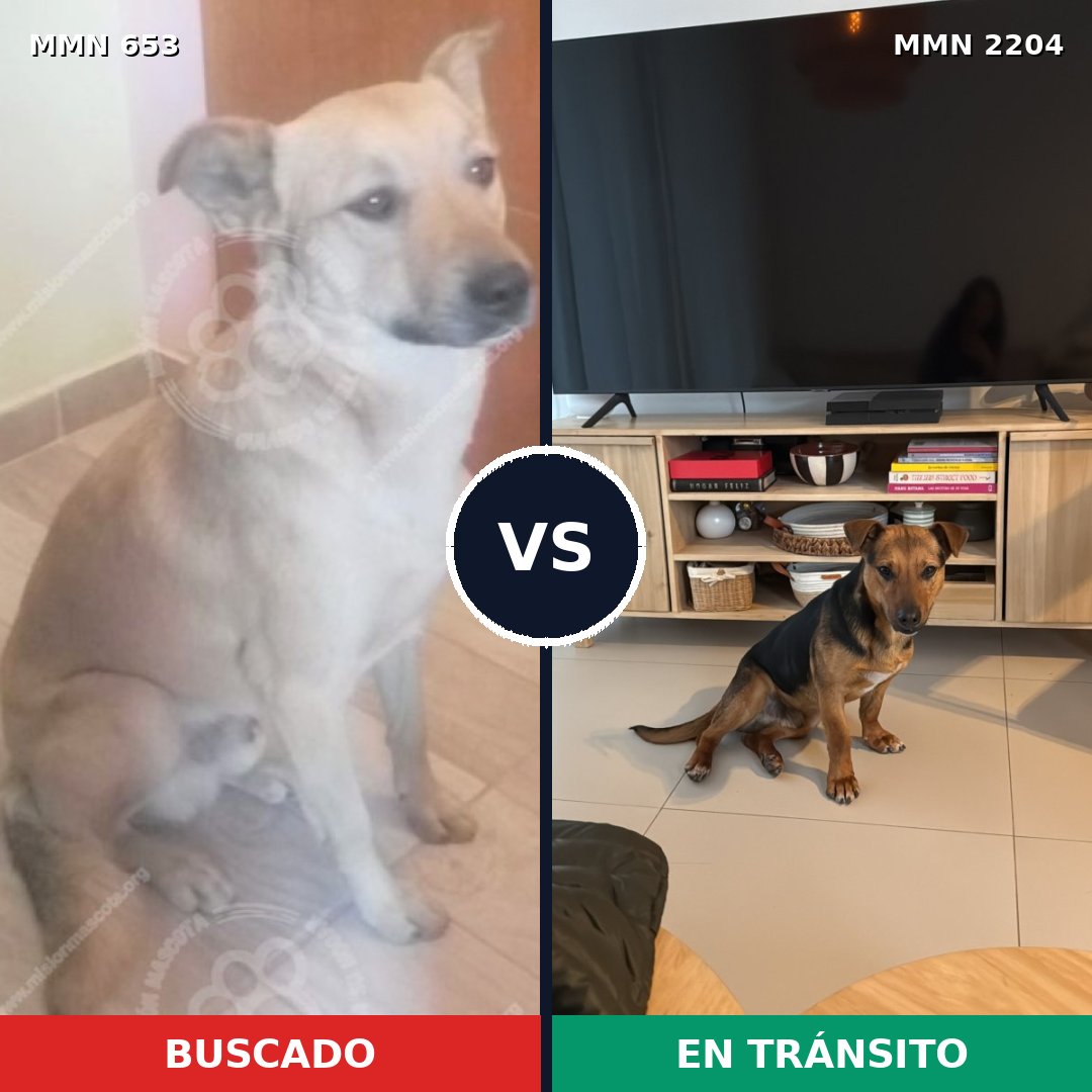 Comparativa MMS 66209: mascota perdida y mascota encontrada, 70% de similitud