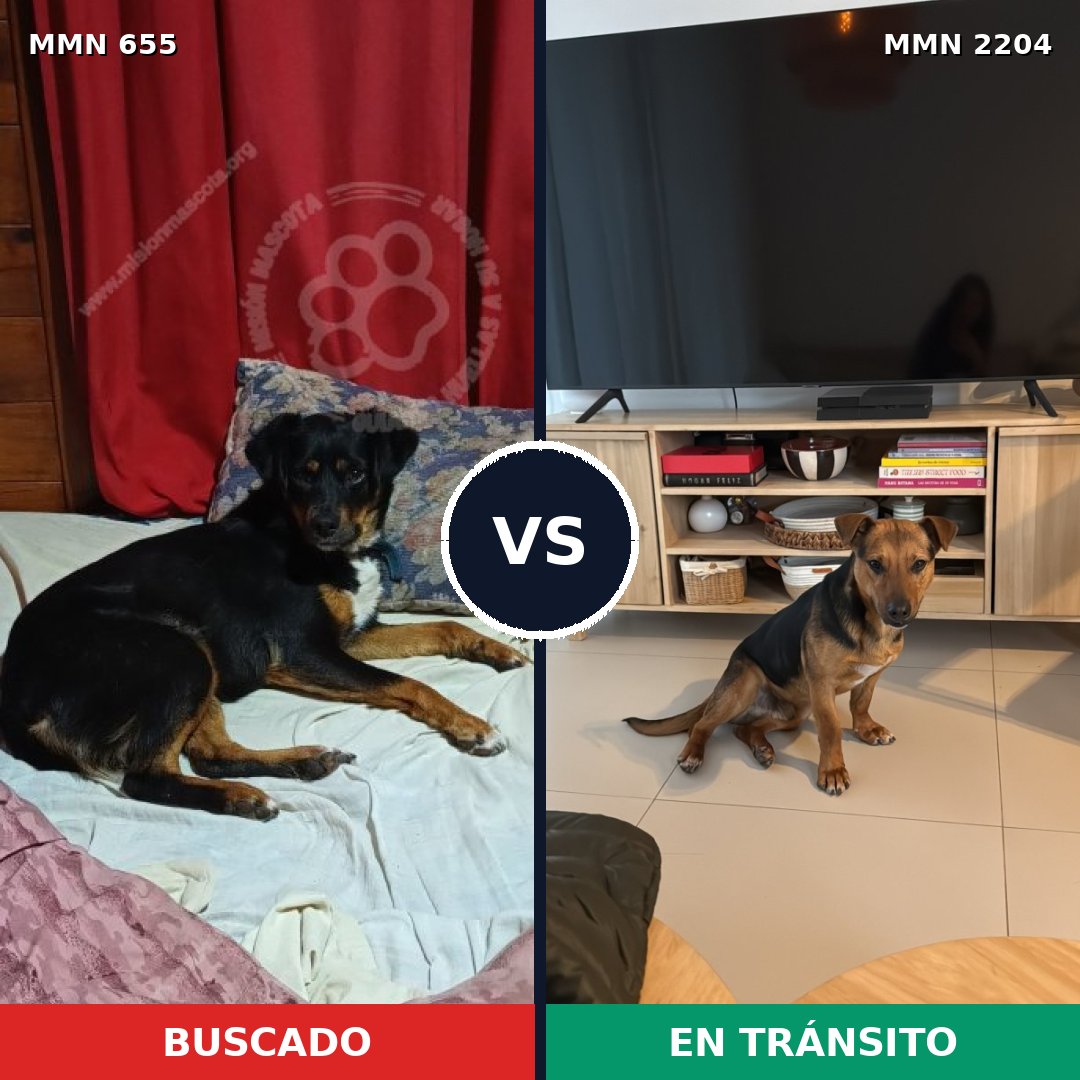 Comparativa MMS 66210: mascota perdida y mascota encontrada, 71% de similitud