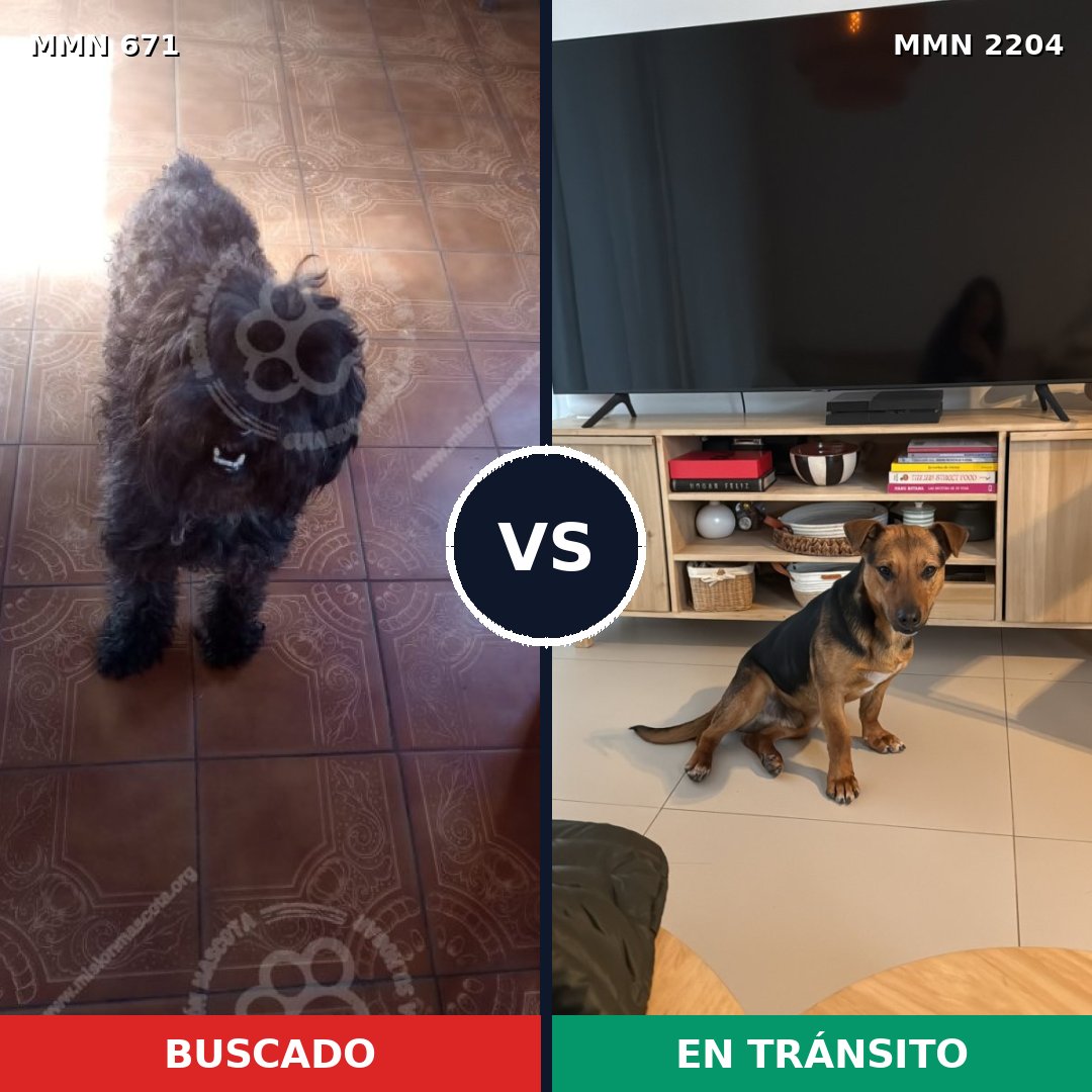 Comparativa MMS 66211: mascota perdida y mascota encontrada, 36% de similitud