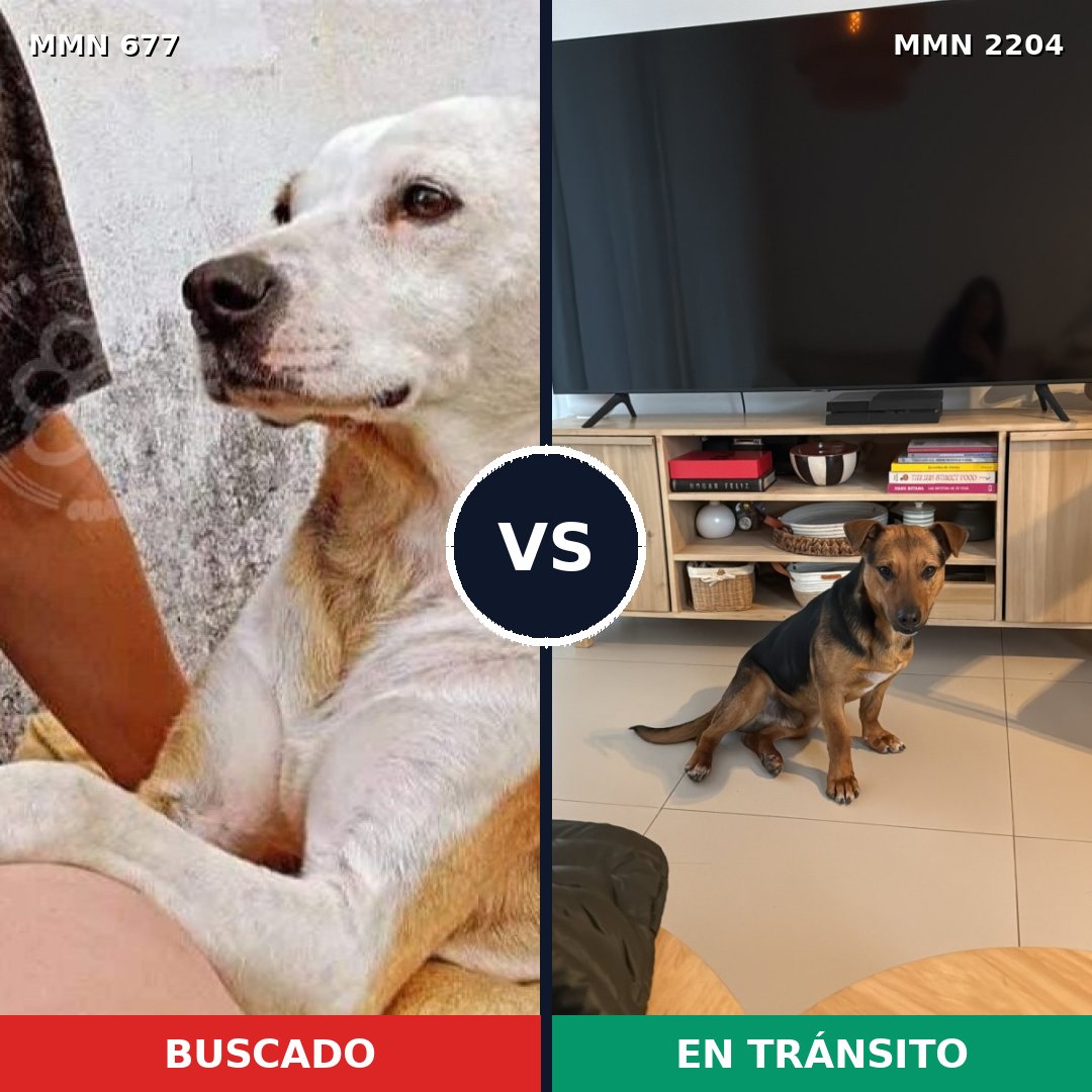Comparativa MMS 66212: mascota perdida y mascota encontrada, 78% de similitud