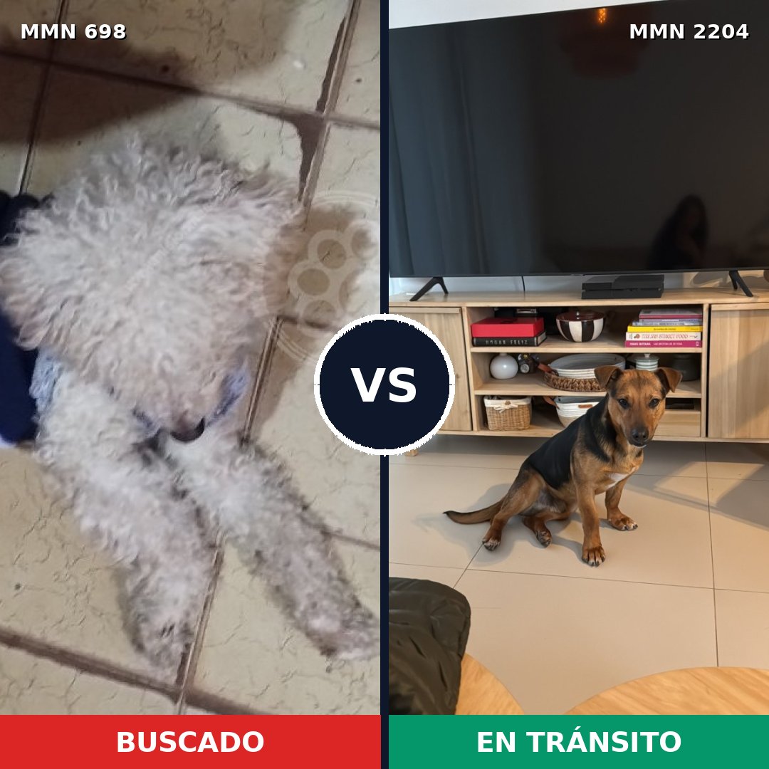 Comparativa MMS 66213: mascota perdida y mascota encontrada, 48% de similitud