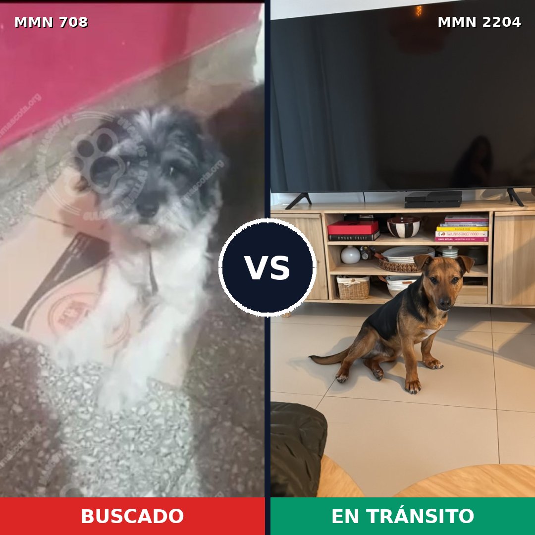 Comparativa MMS 66214: mascota perdida y mascota encontrada, 54% de similitud