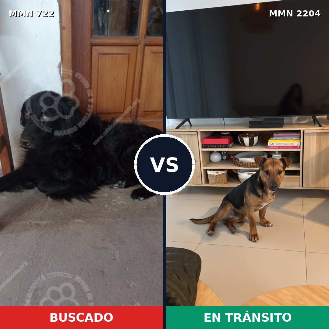 Comparativa MMS 66216: mascota perdida y mascota encontrada, 48% de similitud