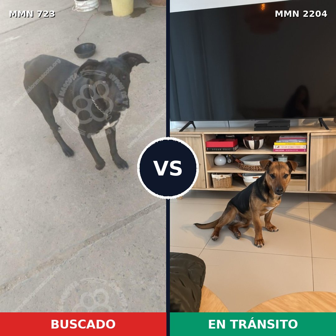 Comparativa MMS 66217: mascota perdida y mascota encontrada, 61% de similitud
