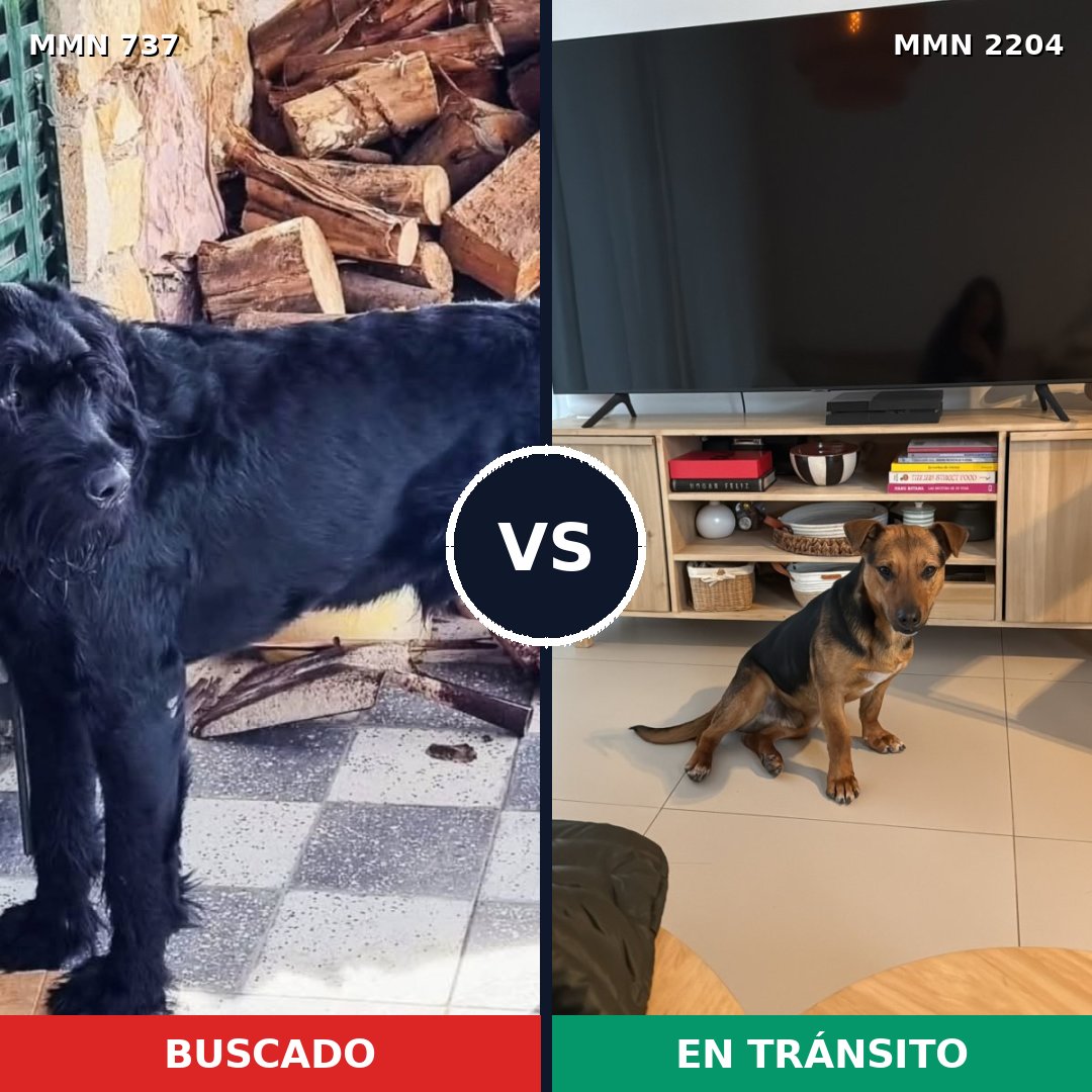 Comparativa MMS 66218: mascota perdida y mascota encontrada, 27% de similitud