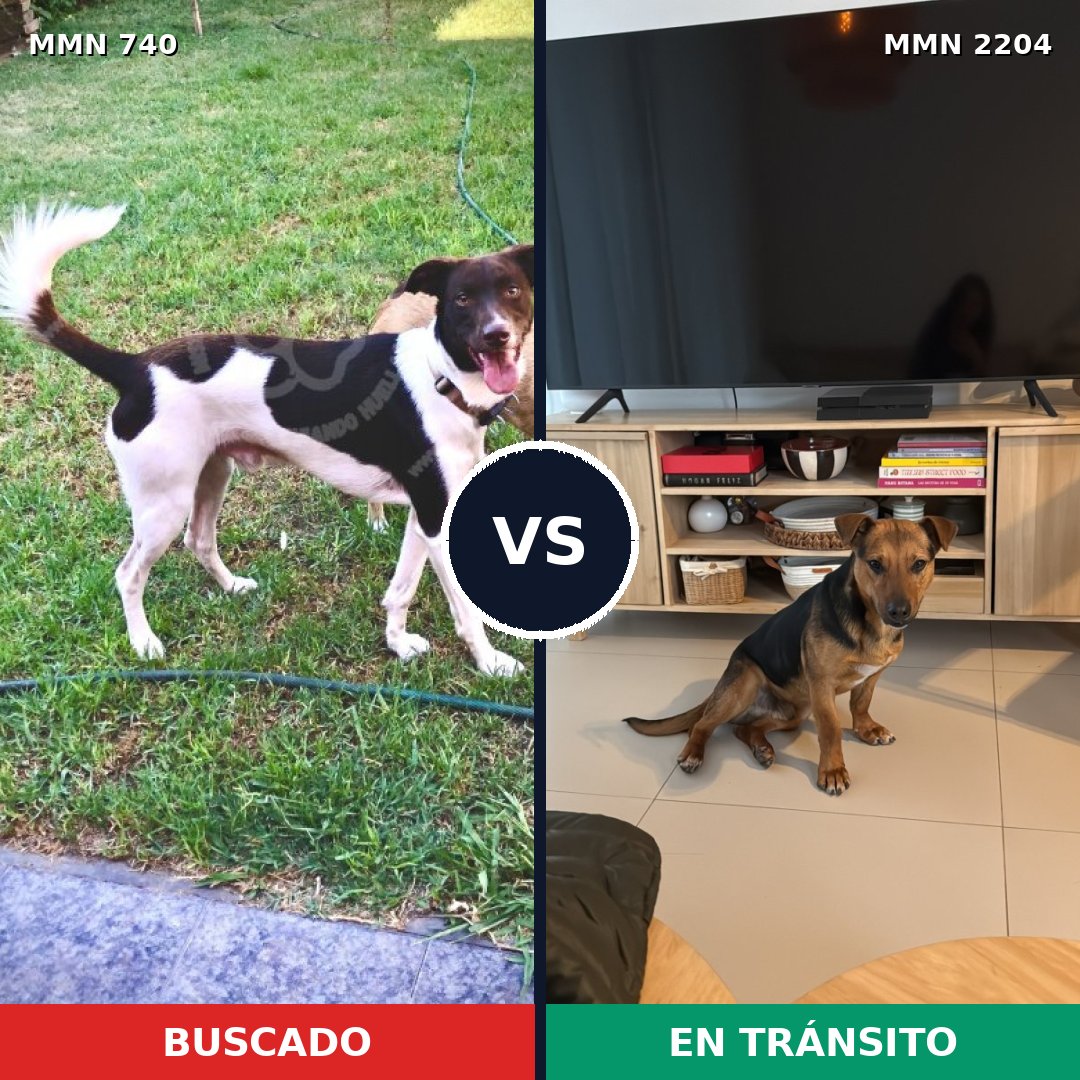 Comparativa MMS 66219: mascota perdida y mascota encontrada, 68% de similitud