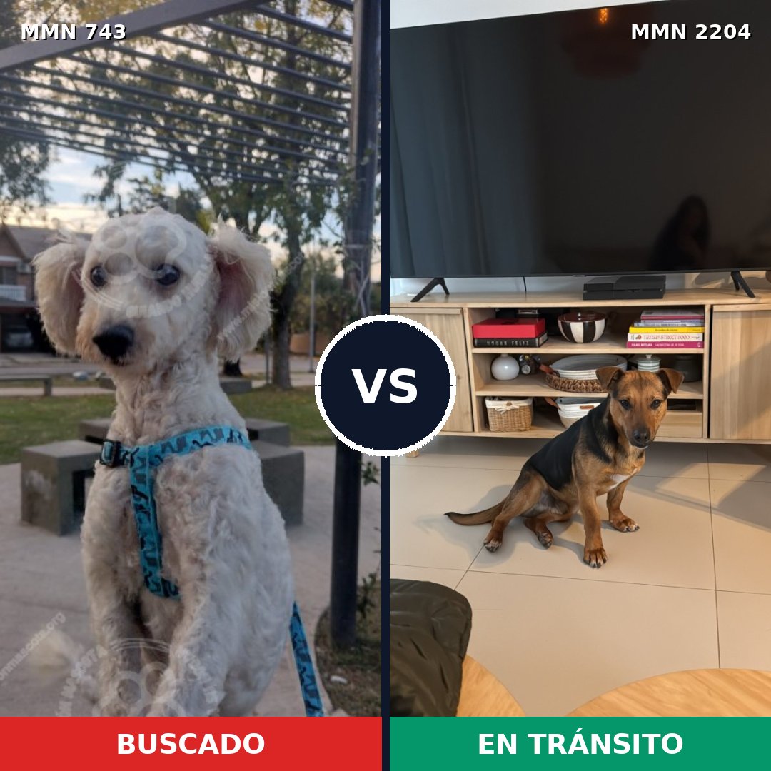 Comparativa MMS 66220: mascota perdida y mascota encontrada, 57% de similitud