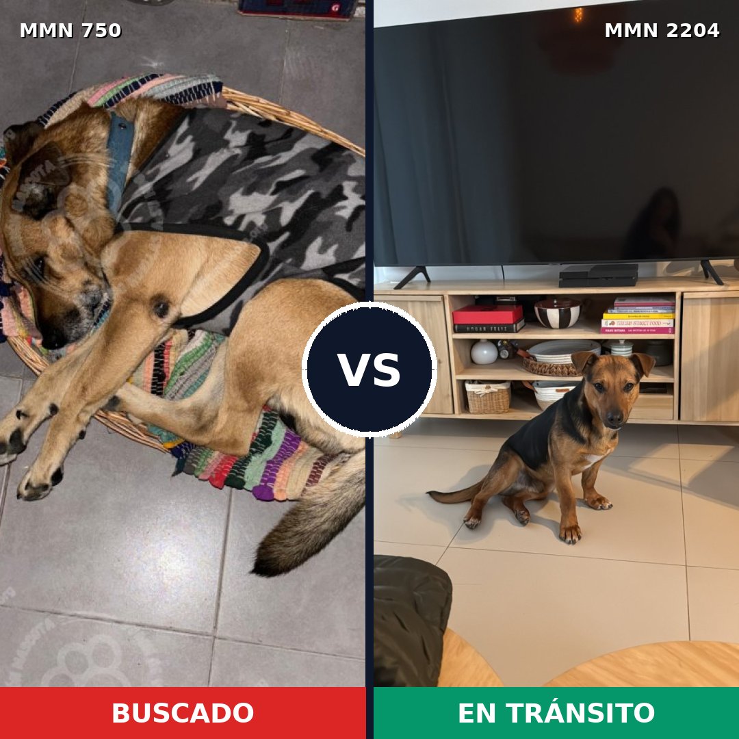 Comparativa MMS 66221: mascota perdida y mascota encontrada, 68% de similitud