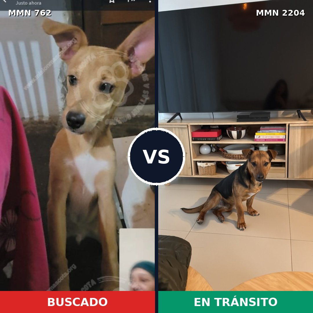 Comparativa MMS 66222: mascota perdida y mascota encontrada, 72% de similitud