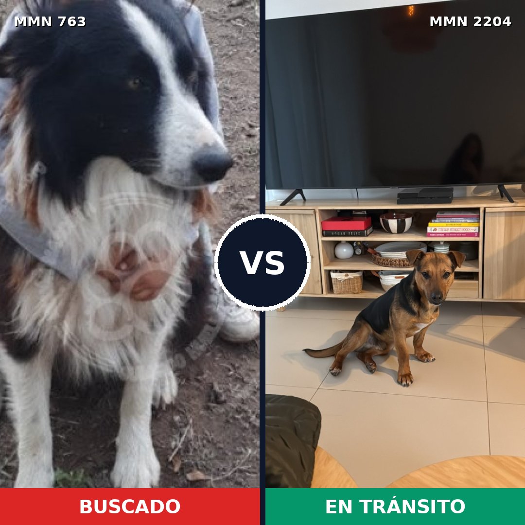 Comparativa MMS 66223: mascota perdida y mascota encontrada, 48% de similitud