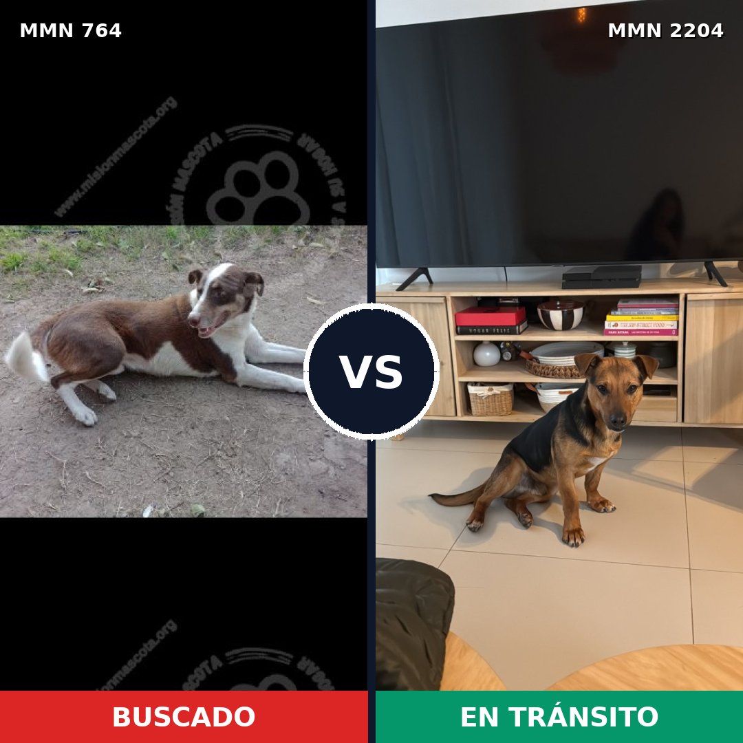 Comparativa MMS 66224: mascota perdida y mascota encontrada, 46% de similitud