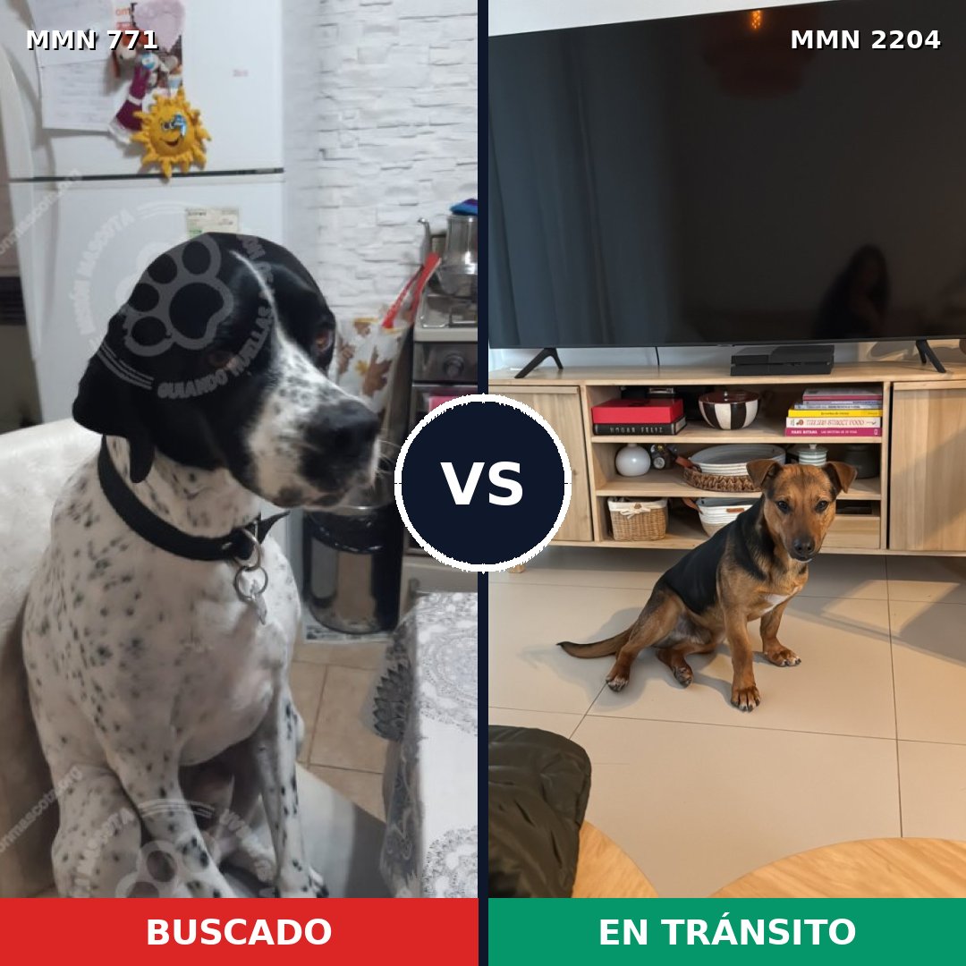 Comparativa MMS 66226: mascota perdida y mascota encontrada, 48% de similitud