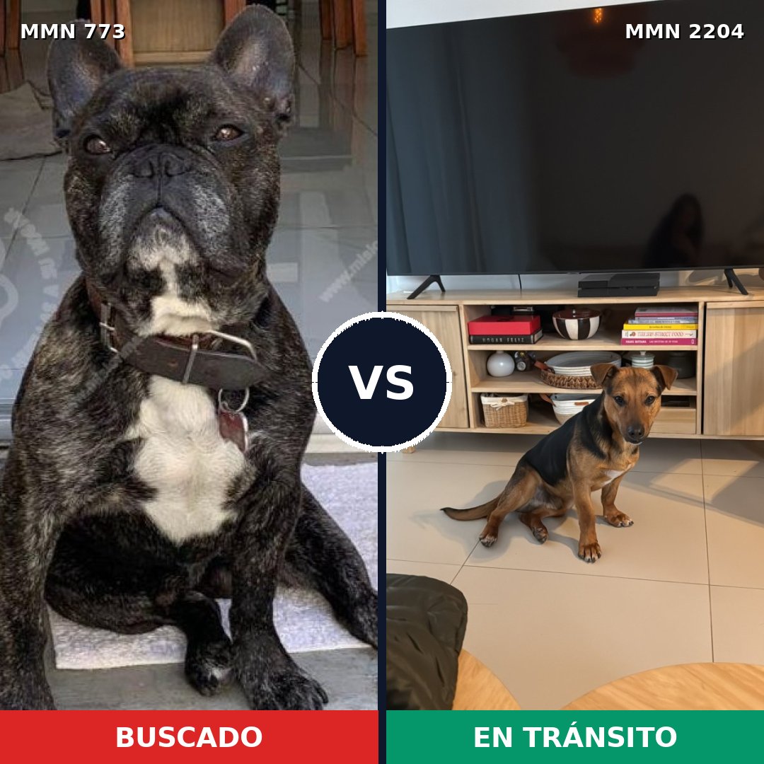 Comparativa MMS 66227: mascota perdida y mascota encontrada, 53% de similitud