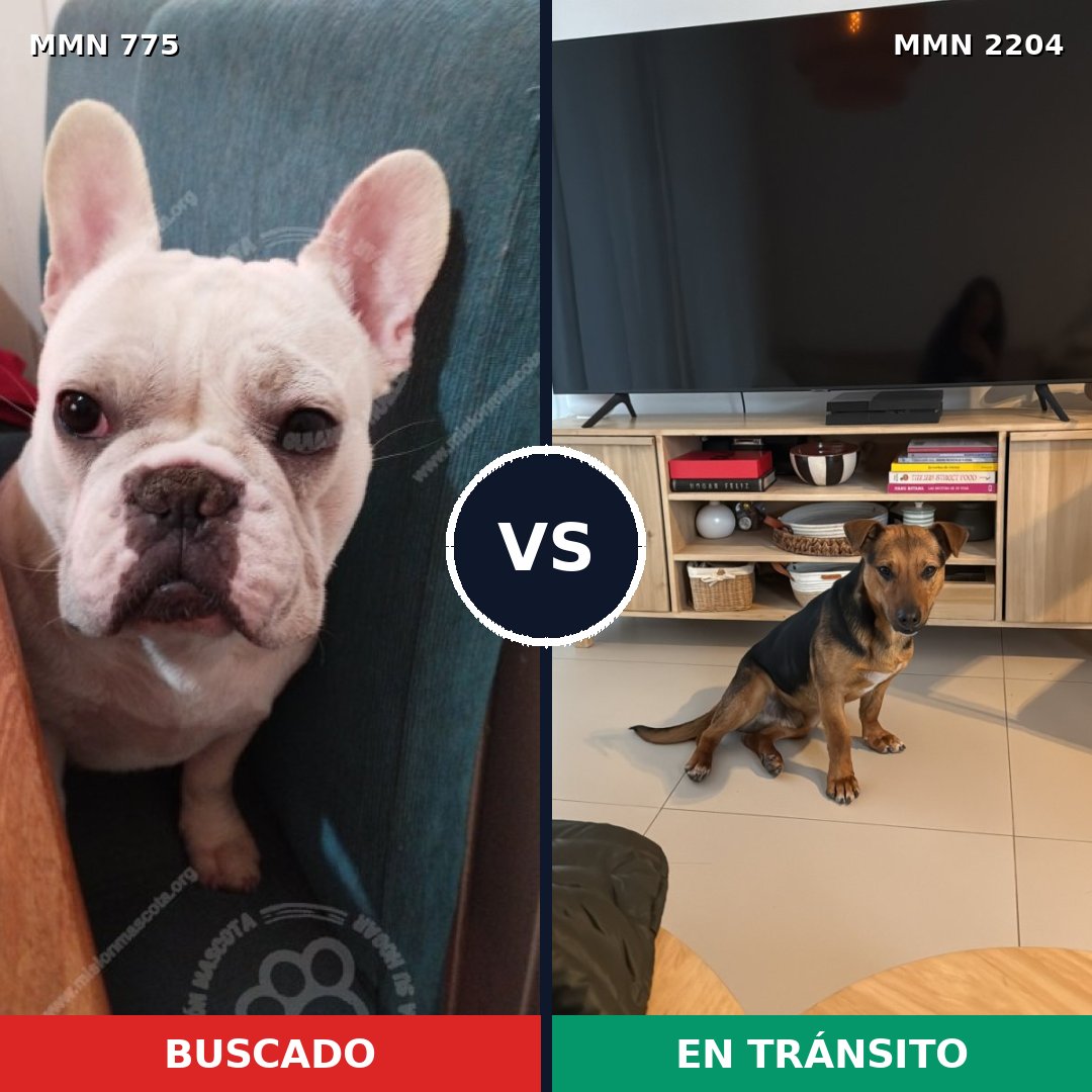 Comparativa MMS 66228: mascota perdida y mascota encontrada, 45% de similitud