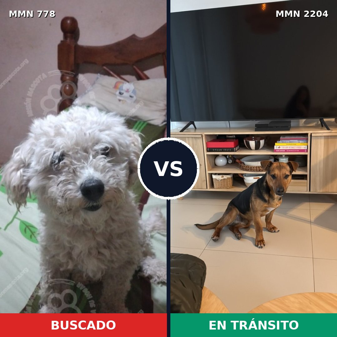 Comparativa MMS 66229: mascota perdida y mascota encontrada, 47% de similitud