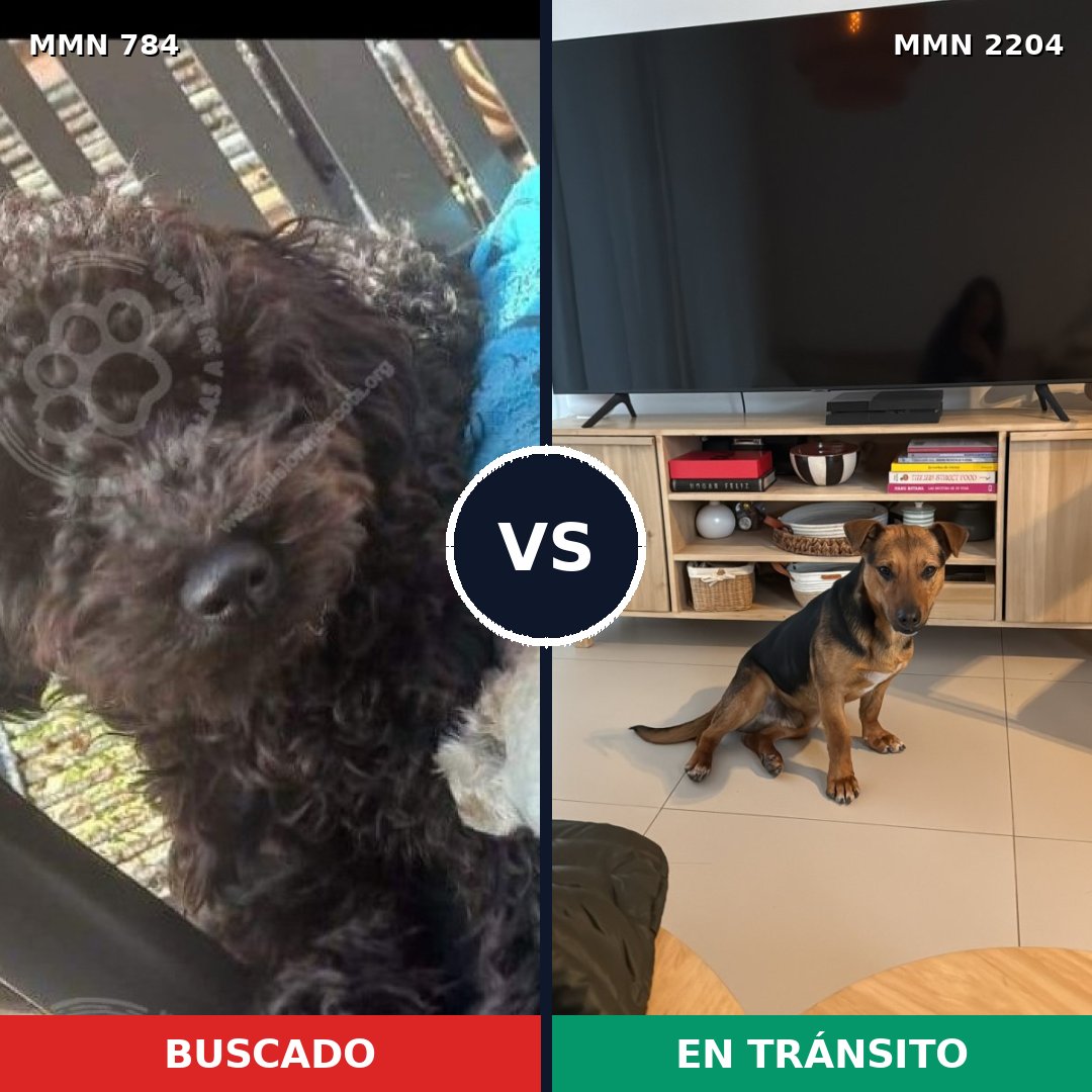 Comparativa MMS 66230: mascota perdida y mascota encontrada, 50% de similitud