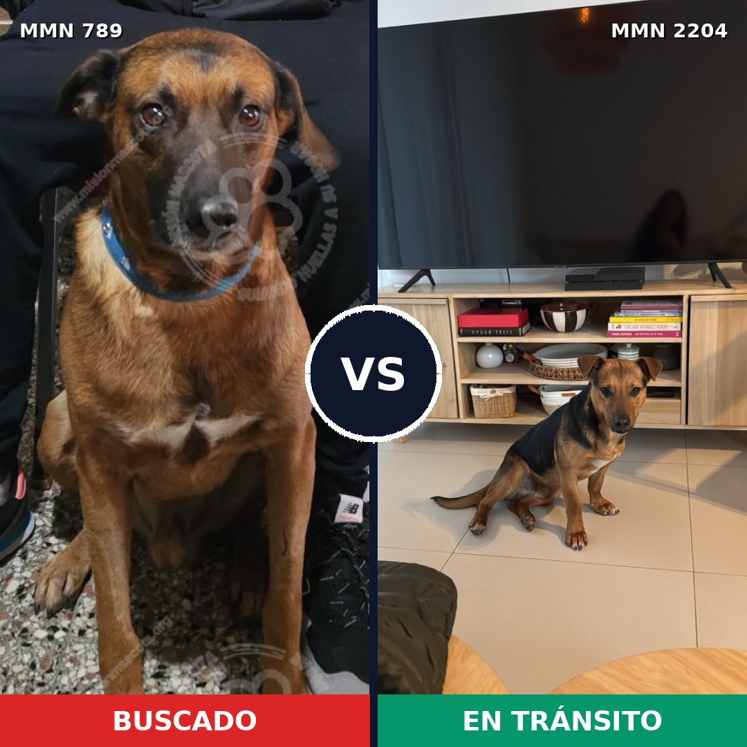 Comparativa MMS 66231: mascota perdida y mascota encontrada, 70% de similitud