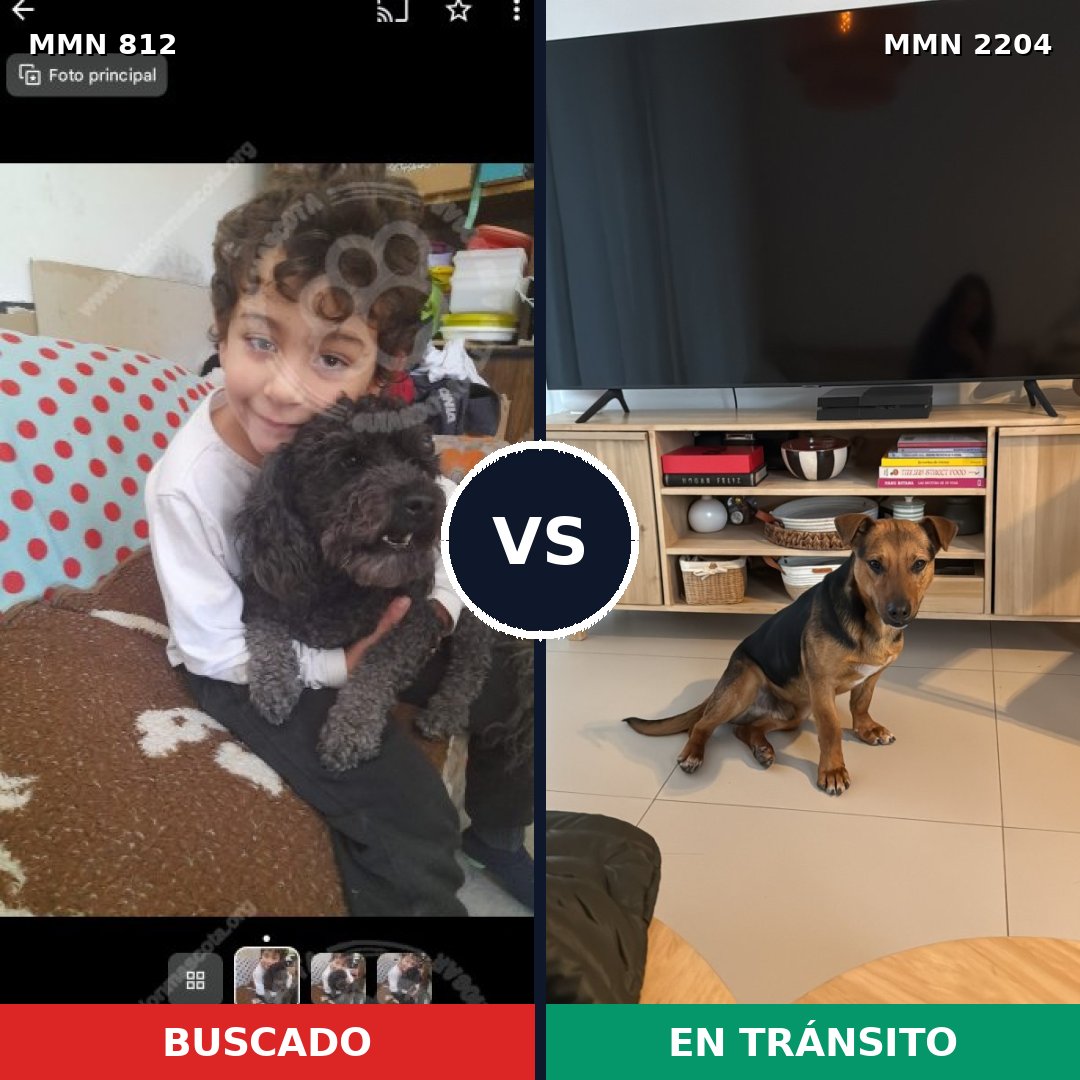 Comparativa MMS 66232: mascota perdida y mascota encontrada, 43% de similitud