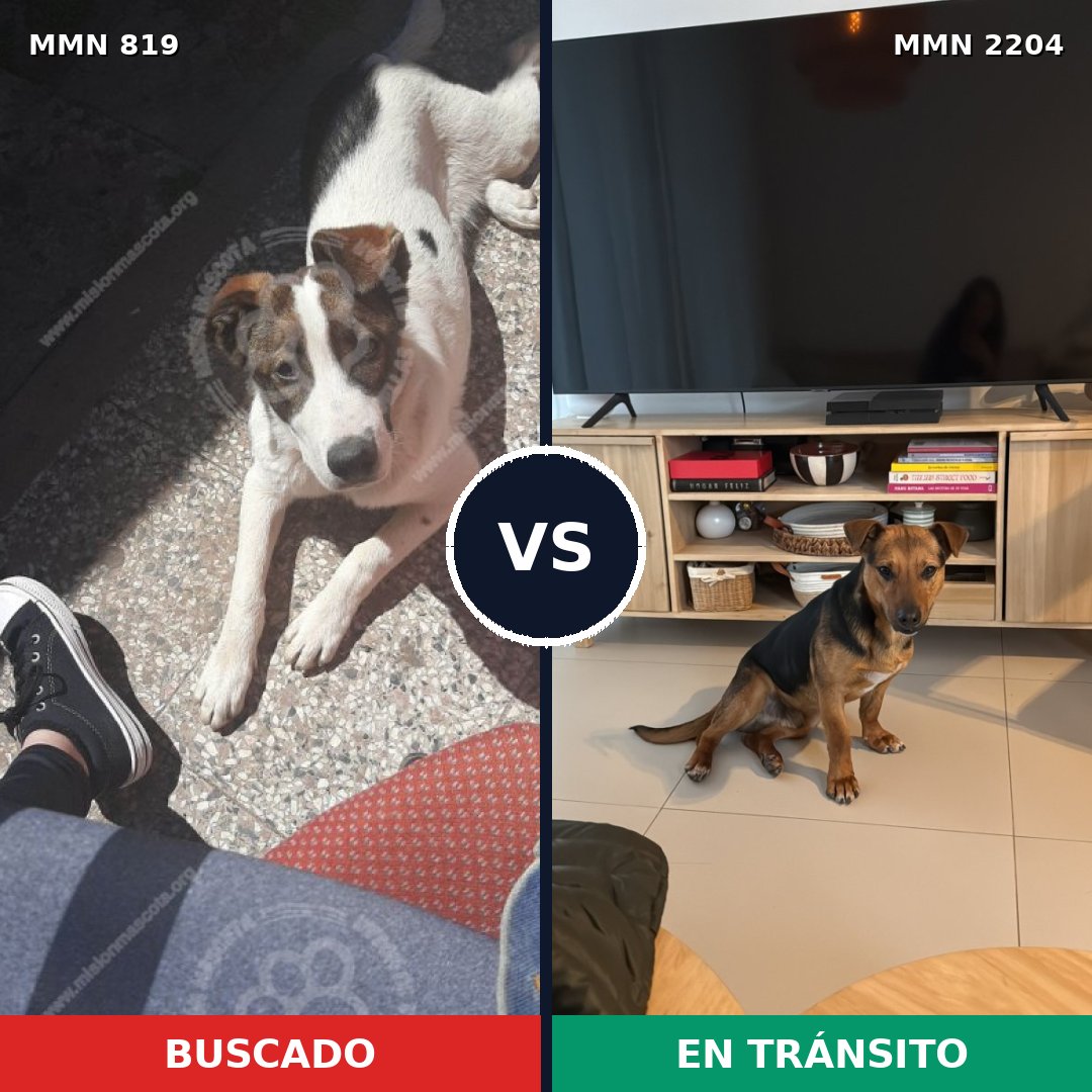 Comparativa MMS 66233: mascota perdida y mascota encontrada, 85% de similitud