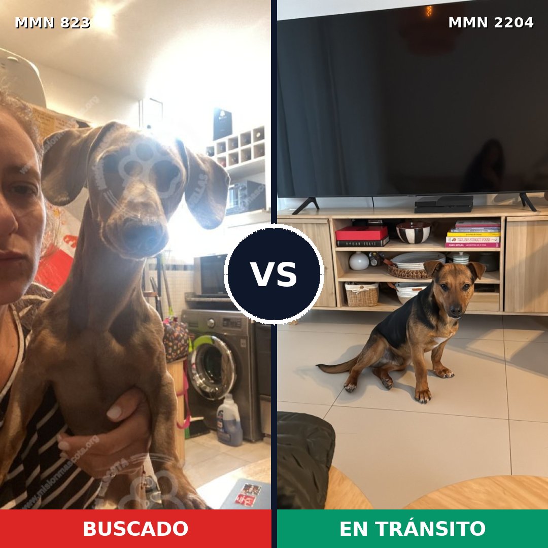 Comparativa MMS 66234: mascota perdida y mascota encontrada, 37% de similitud