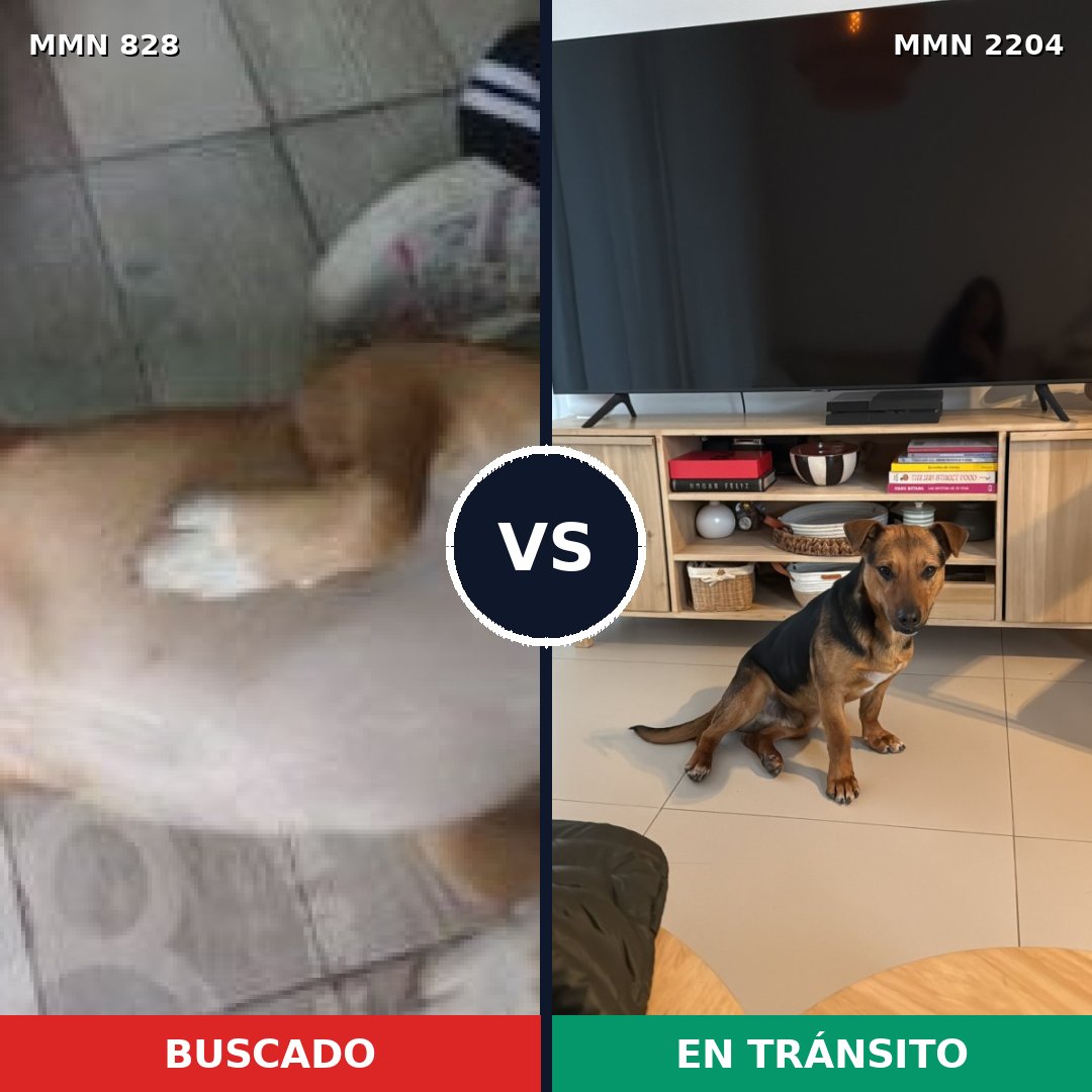 Comparativa MMS 66235: mascota perdida y mascota encontrada, 82% de similitud