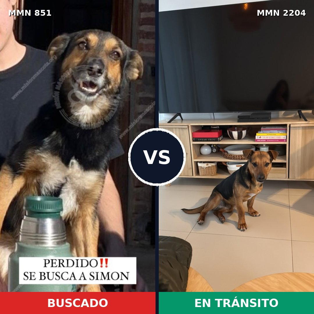 Comparativa MMS 66236: mascota perdida y mascota encontrada, 89% de similitud