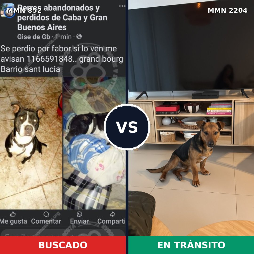 Comparativa MMS 66237: mascota perdida y mascota encontrada, 51% de similitud