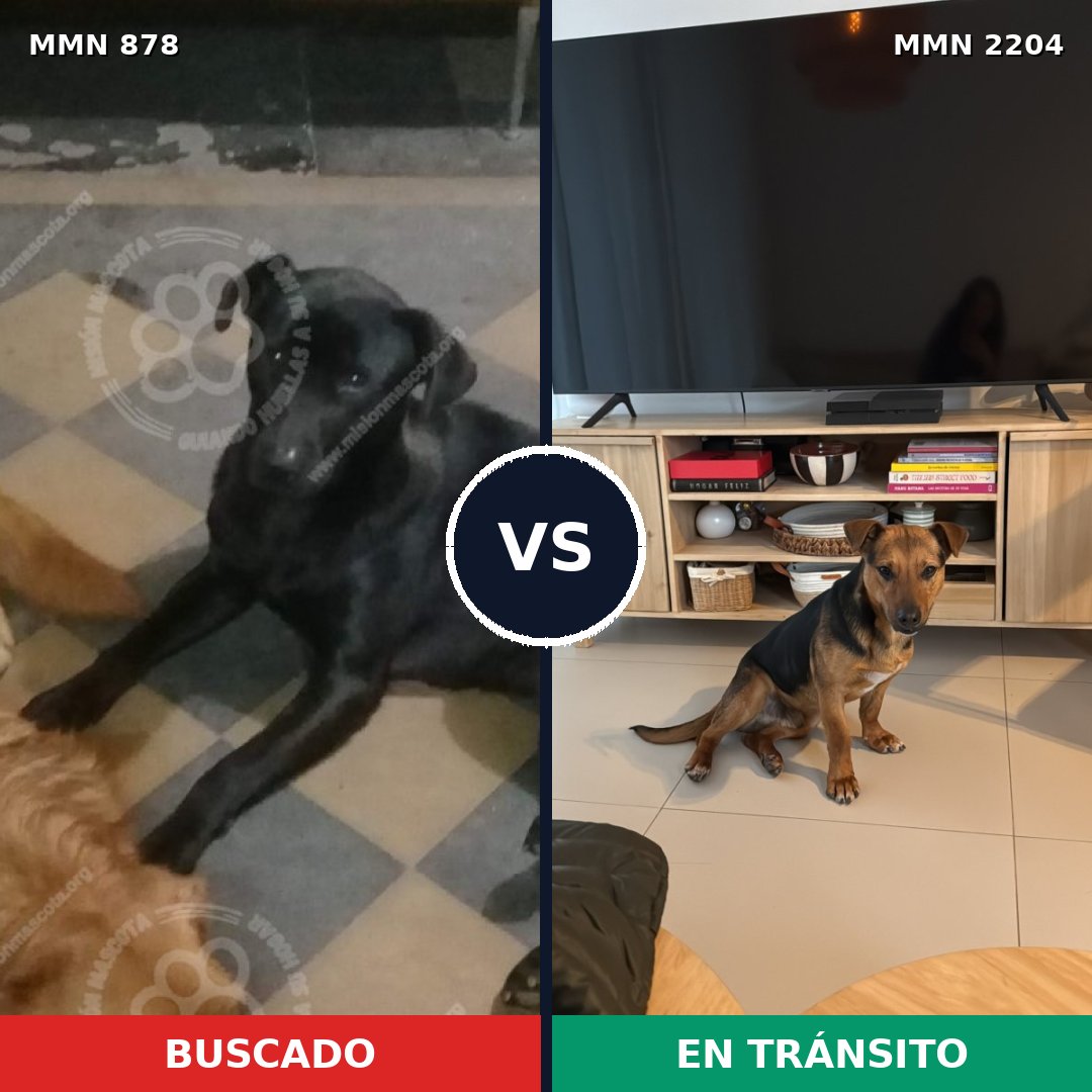 Comparativa MMS 66238: mascota perdida y mascota encontrada, 59% de similitud