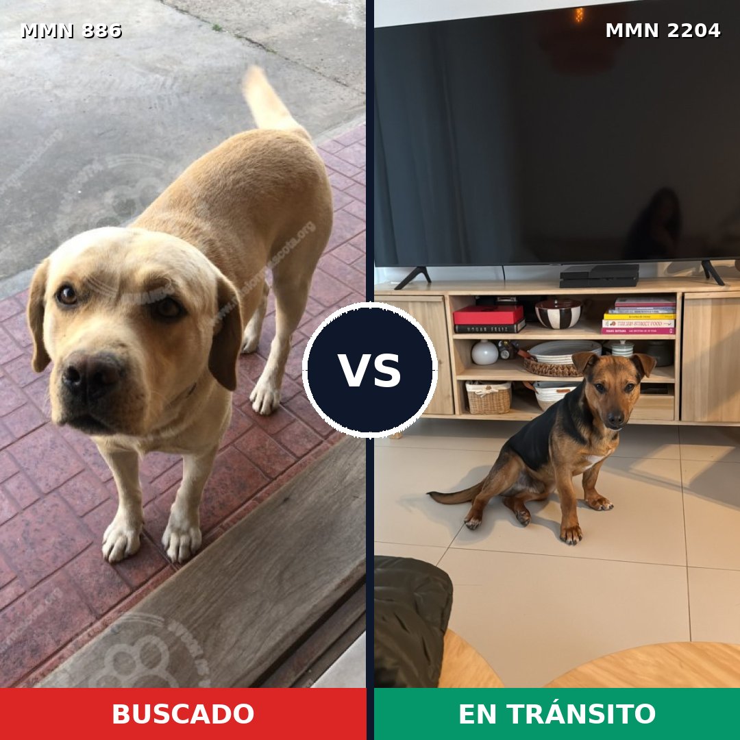 Comparativa MMS 66239: mascota perdida y mascota encontrada, 42% de similitud