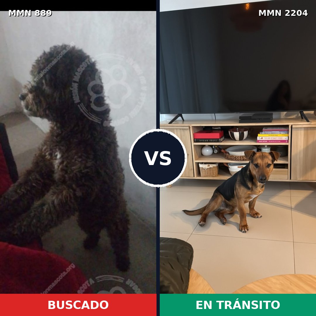 Comparativa MMS 66240: mascota perdida y mascota encontrada, 49% de similitud