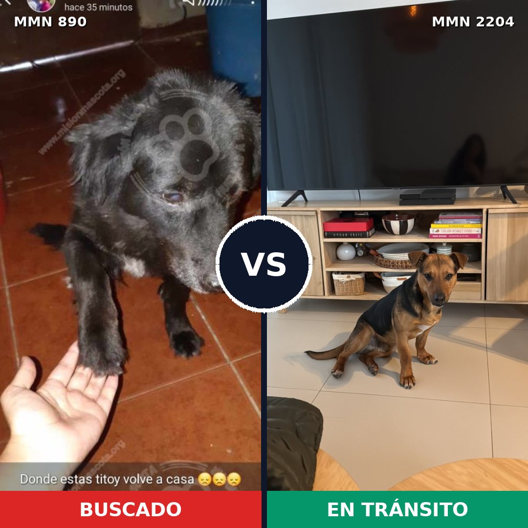 Comparativa MMS 66241: mascota perdida y mascota encontrada, 53% de similitud
