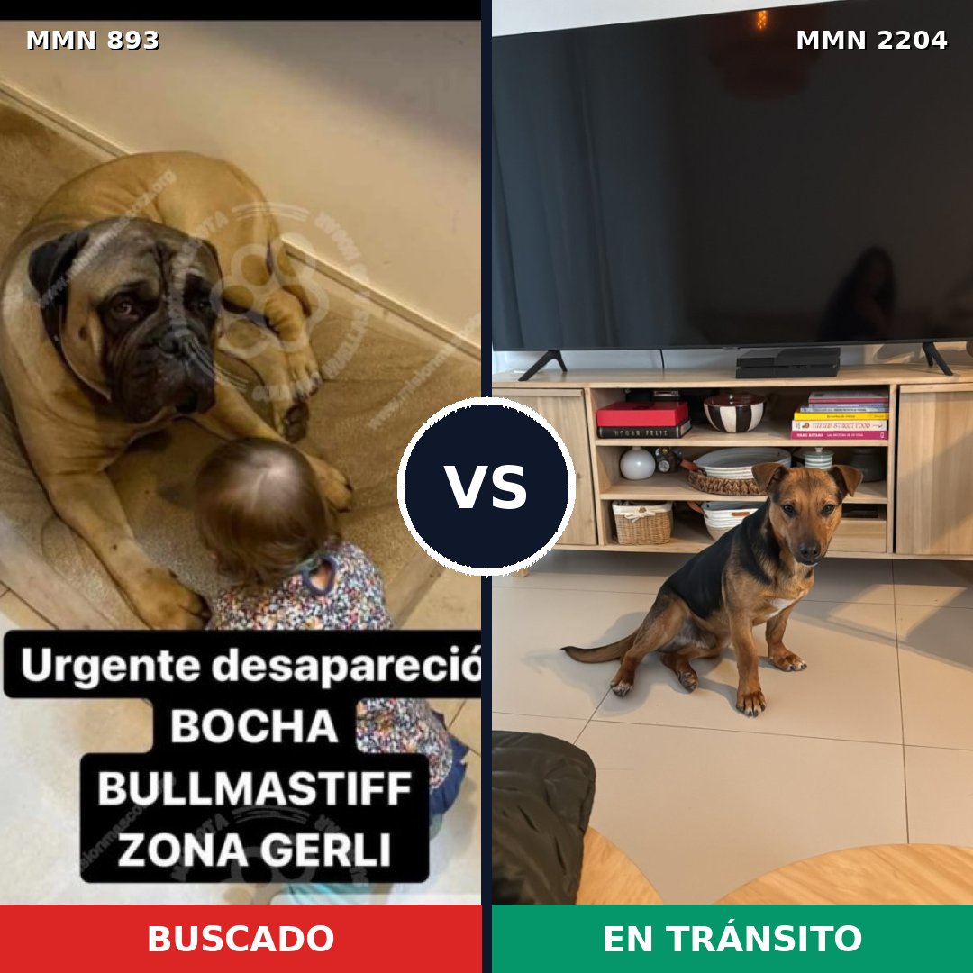 Comparativa MMS 66242: mascota perdida y mascota encontrada, 31% de similitud