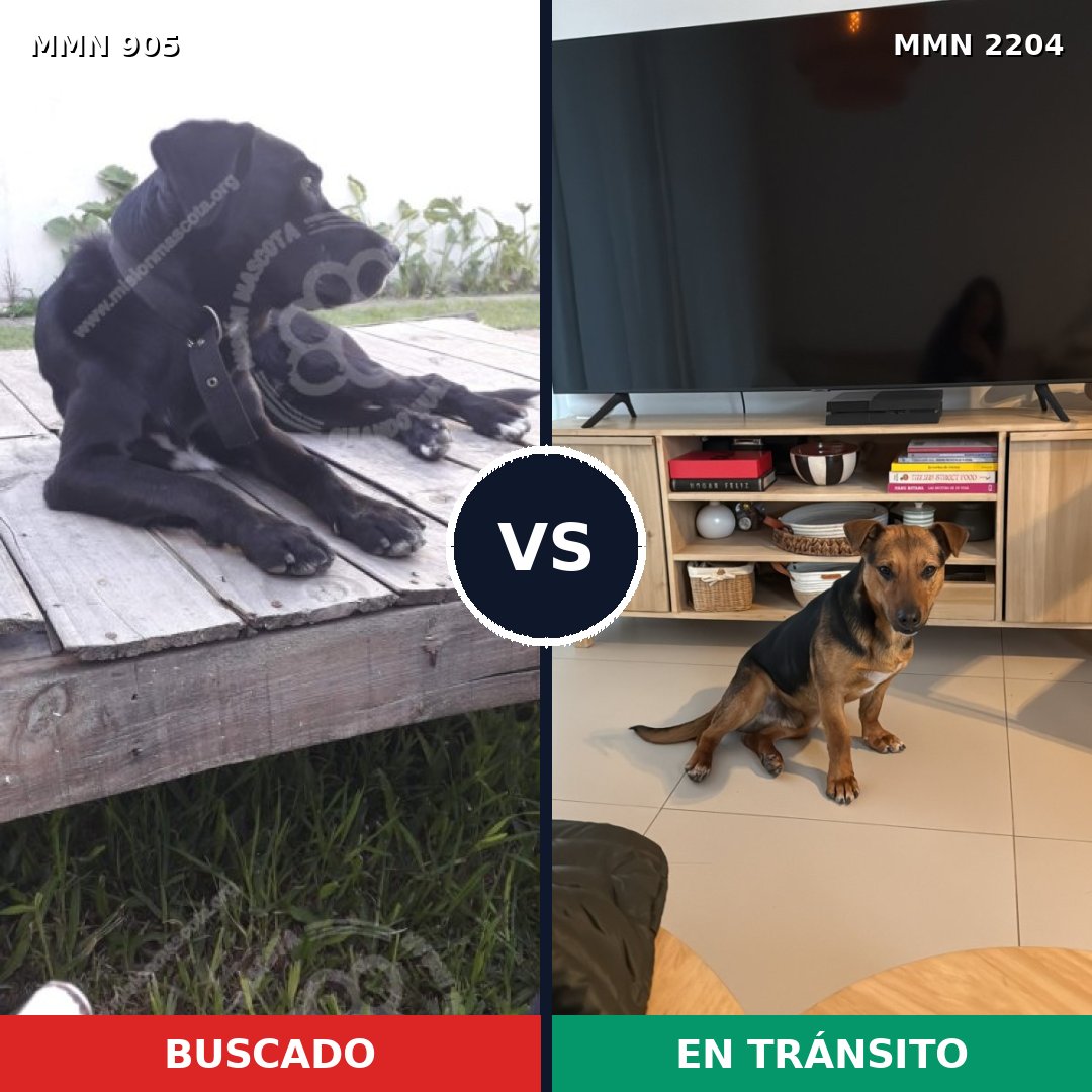 Comparativa MMS 66243: mascota perdida y mascota encontrada, 86% de similitud